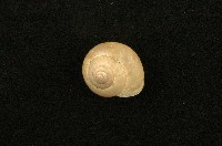 藏品(扁蝸牛)的圖片